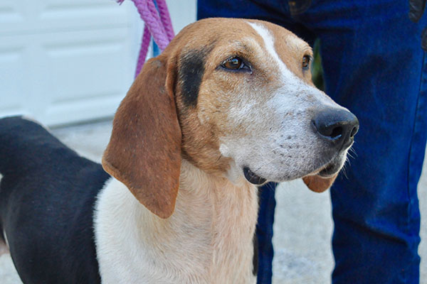 This male Hound was picked up on Highway 60 August 14 and is staying at Fannin County Animal Control until reclaimed or adopted. He’s full of love and in need of some love and attention in return. His coat is a mix of black, white and brown patches. View this sweet boy under Animal Control number 239-19.