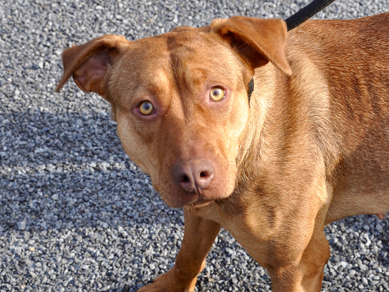 This female mix was picked up on Clay Circle in Morganton March 3 and will be staying at Animal Control until reclaimed or adopted. She has a red coat with marigold eyes and a cute, brown nose. View her under Animal Control number 091-20.