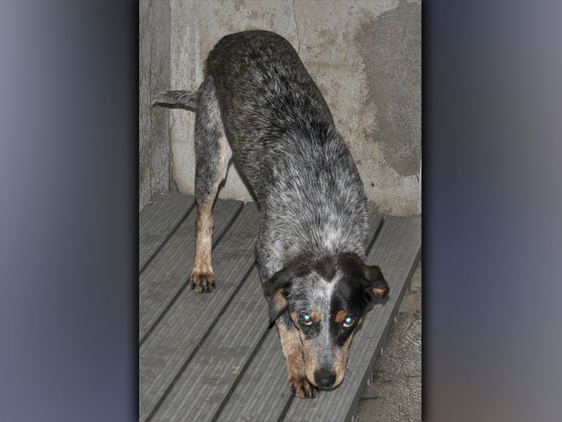This male, Blue Heeler mix was picked up on Morganton Highway in Morganton May 29. Victor, as volunteers call him, has a salt and pepper coat with hints of brown. View this good boy using intake number 176-21.