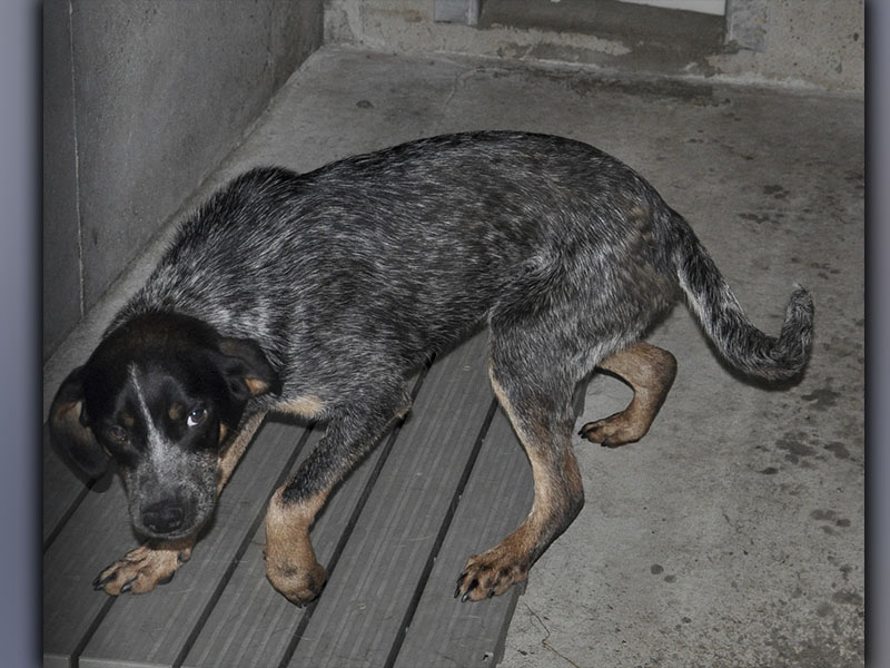 This male, Blue Heeler mix was picked up on Morganton Highway in Morganton May 29. Volunteers call him Bubba, and he has a salt and pepper coat with brown boots. View this sweetie using intake number 175-21.