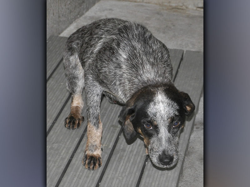 This male, Blue Heeler mix was picked up on Morganton Highway in Morganton May 29. River, as volunteers call him, has a short, salt and pepper coat with hints of brown. View this cutie using intake number 174-21.