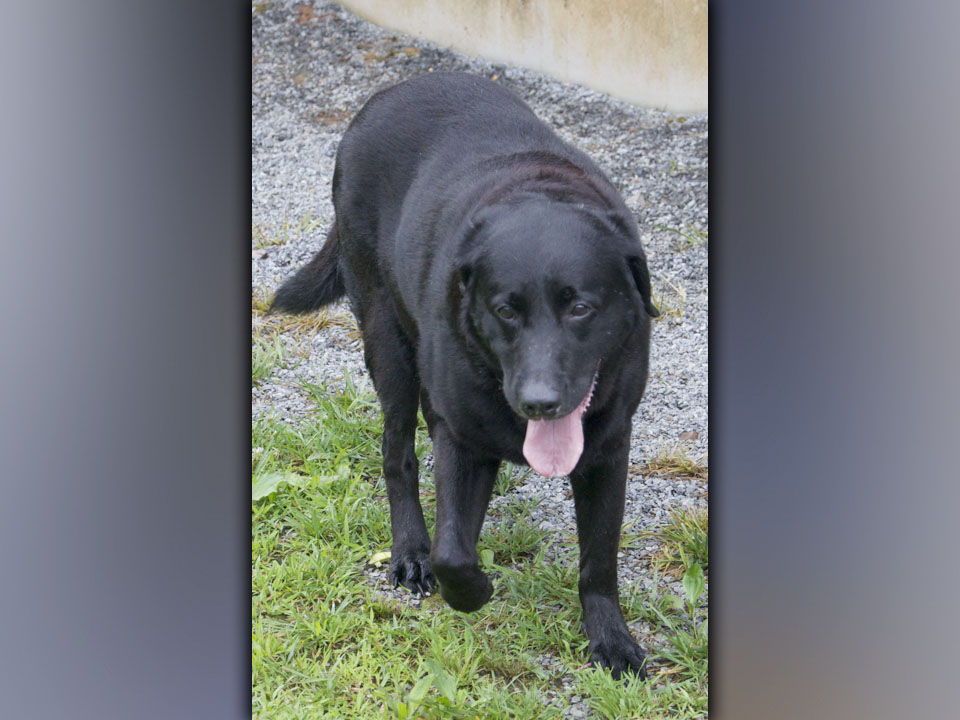 This male, Black Lab, named Poncho, was surrendered July 1, along with his brother. This guy is large and has a black coat. View him using intake number 213-21.