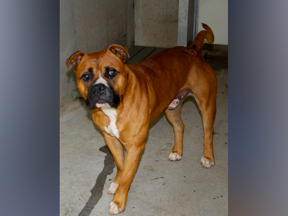 This male, Boxer mix was picked up in McCaysville July 22. He has a red coat with black facial features and a crooked tail. View this cutie using intake number 244-21.