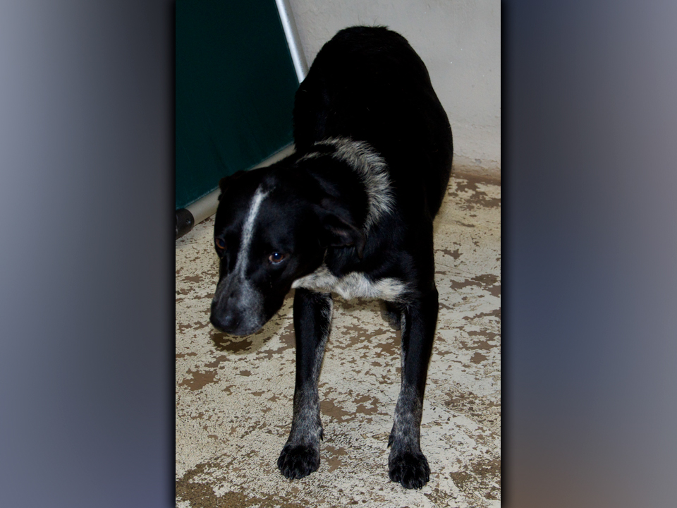 This male mix was surrendered by his owner July 15. He has a pretty black and speckled coat. View this good boy using intake number 229-21.