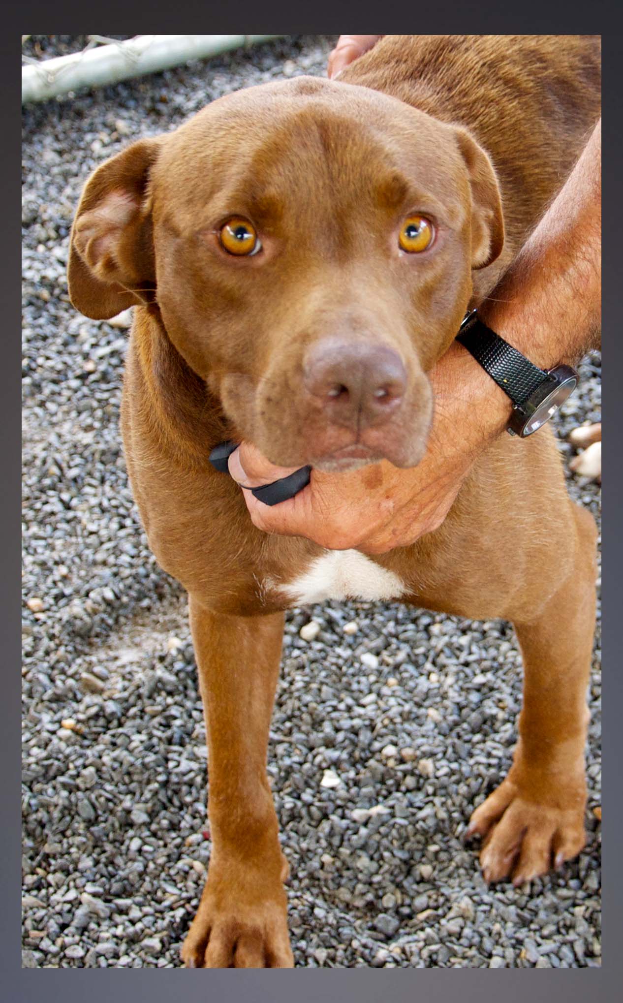 This male mix was surrendered by his owner August 4. He has a chocolate coat with light brown eyes. View this sweetie using intake number 280-21.