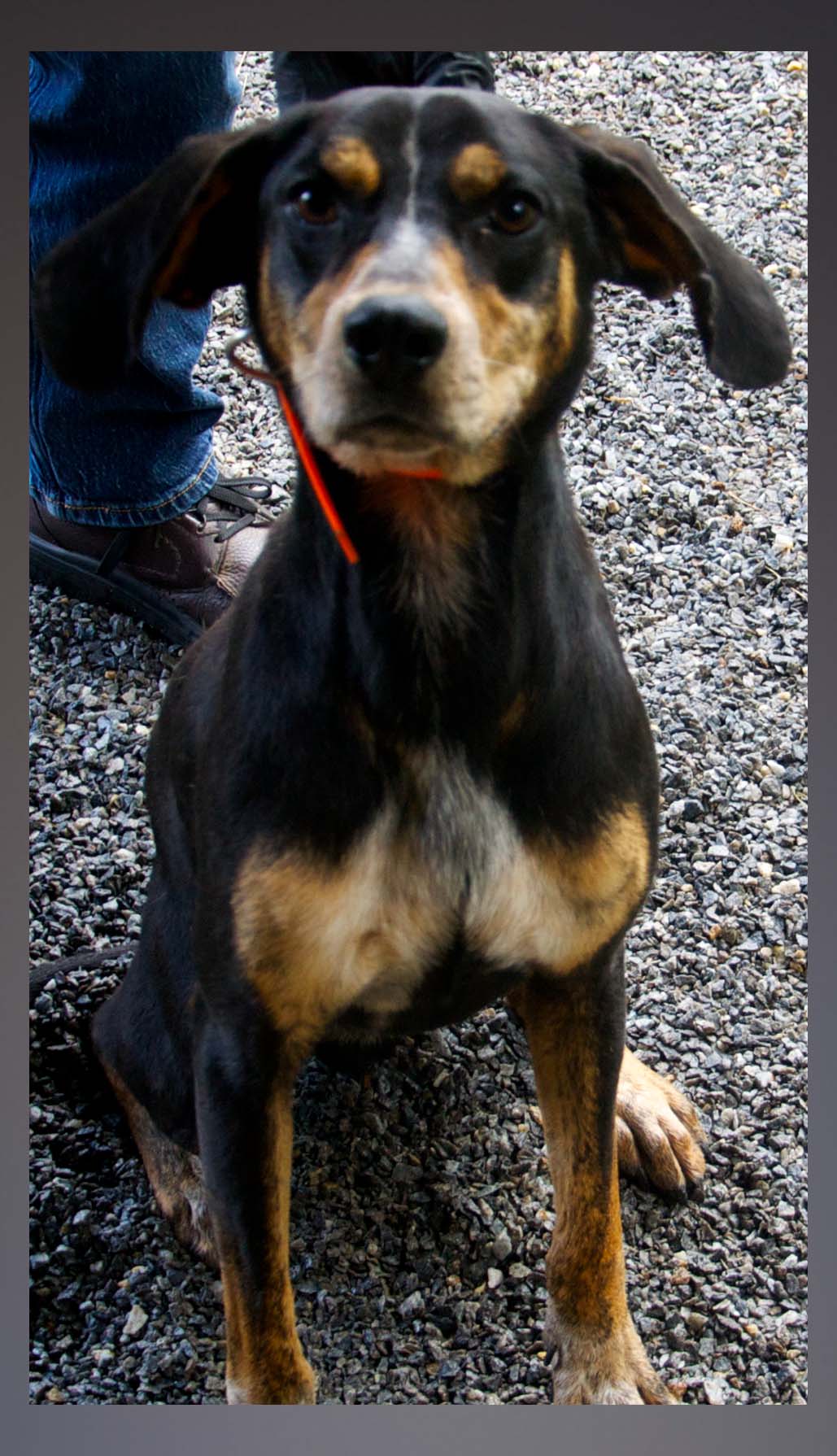 This male Hound was picked up on Old Highway 76 in Morganton September 14. He has a black and brown coat. View this playful boy using intake number 322-21.