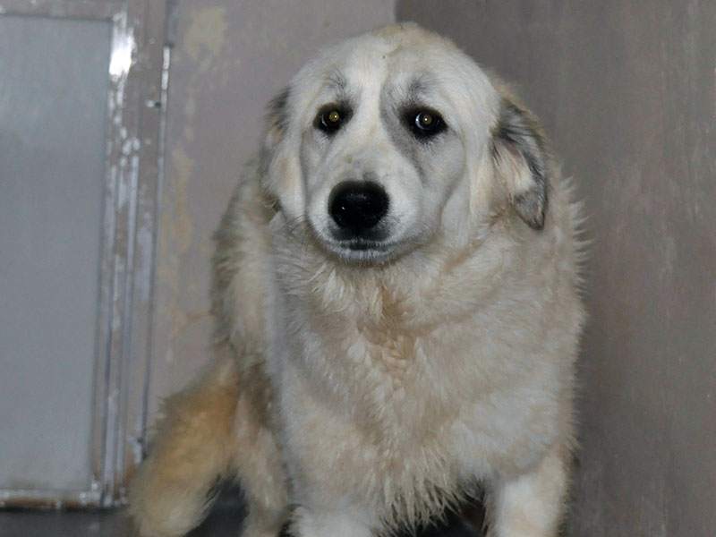 This Great Pyrenees mix was picked up on Weaver Street in McCaysville December 28. She is all white with a long coat. View this pretty girl using intake number 453-21. 
