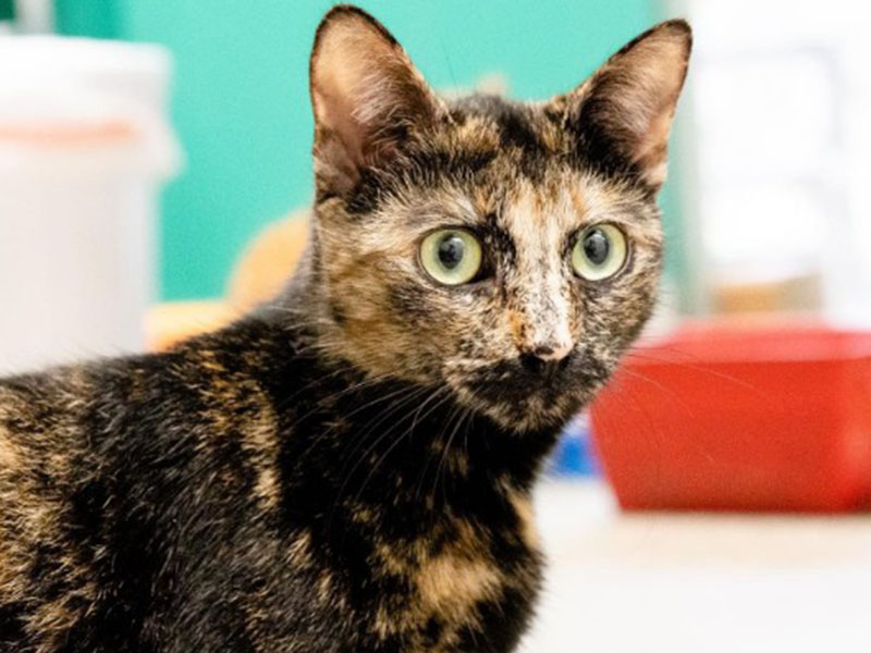 The Humane Society of Blue Ridge cat of the week is Aurora. She is a one-year-old petite tortie who has the most gorgeous green eyes. Aurora is very friendly and loves to be petted. She gets along famously with other felines. Aurora is spayed, microchipped and up to date on her vaccinations. Contact the Adoption Center at 706-632-4357 to set up a meeting with this cutie pie. Spring is the season of new beginnings, so give Aurora her new beginning by making her a member of your family. 