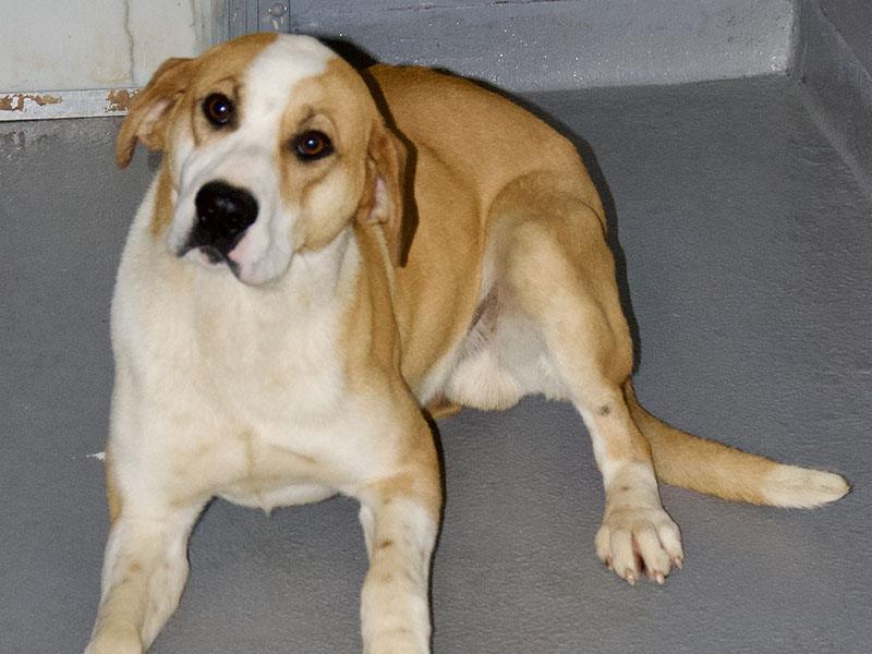 This male Hound mix was picked up on Ross Drive in Mineral Bluff March 11. He has a white and orange coat. View this good boy using intake number 075-22.