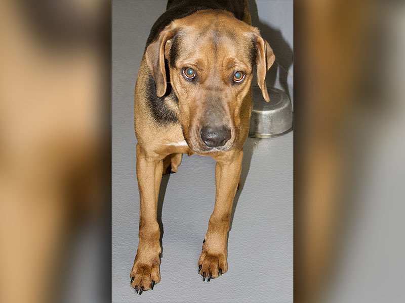 This male Hound mix was picked up on Doublehead Gap Road in Blue Ridge March 7. He has a black and tan coat. View this handsome guy using intake number 068-22.