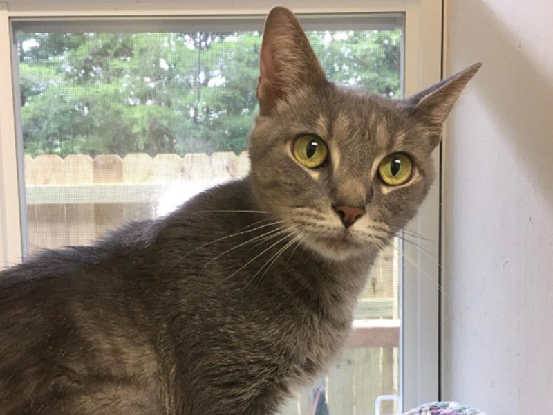 The Humane Society of Blue Ridge cat of the week is Tigger. This two-year-old quiet and charming little fellow has bright green eyes and a beautiful gray coat. Tigger is shy at first, but once he feels safe with you, he is so loving. Tigger prefers a more relaxed environment and would be an ideal companion for a patient and calm owner. He is allergic to flea bites and needs to be an indoor-only cat. Contact the Adoption Center at 706-632-4357 to schedule a meet and greet. He is neutered and microchipped. 