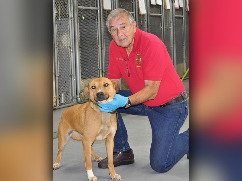 This sweet female Lab mix was picked up on Mountain Top Circle in Blue Ridge, June 4. She is mostly tan with a tan and white chest and paws. View this cutie using intake number 181-22. She is shown with Animal Control Interim Manager J.R. Cornett. 