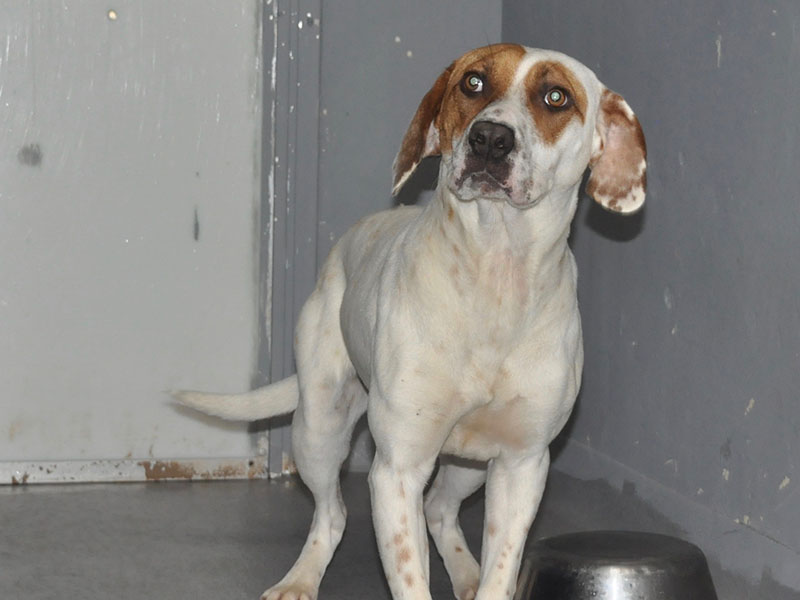 This precious female mix was picked up on Mineral Springs Road near the dog park in Blue Ridge June 1. She has a white coat with some brown speckles and brown patches on her face and ears. View this sweetie using intake number 141-22.   