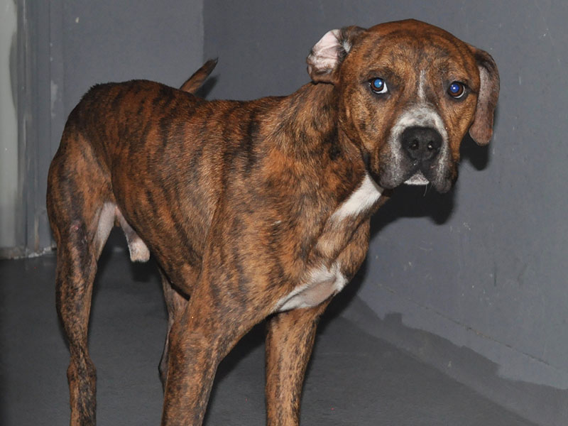 This adorable male Pit Bull mix was surrendered by his owner January 11. He has a brindle coat with white patches on his neck and chest. View this cutie using intake number 012-22. 