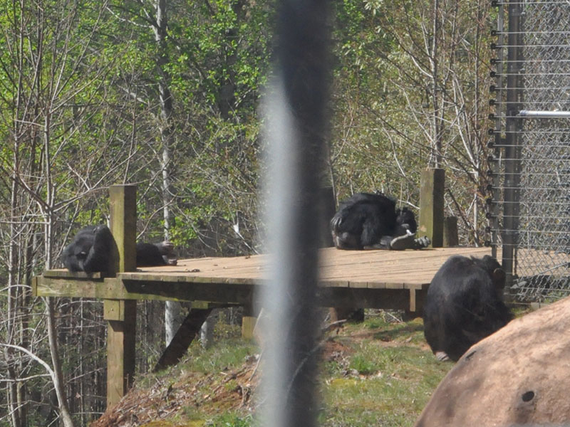 Shown are just a few of the chimps housed at Project Chimps in Morganton who entertained visitors during Chimps Rock Saturday, April 13.