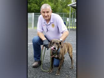 This female Plott Hound mix, who volunteers call Gemma, was picked up on Cutcane Road in Mineral Bluff August 18. She has a caramel-brindle coat with beautiful tan eyes. View this pretty girl using intake number 296-21. She is shown with animal control Interim Manager J.R. Cornett.