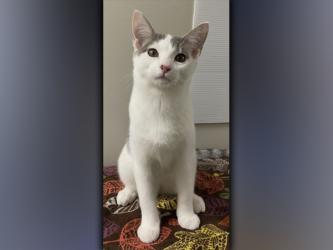The Humane Society of Blue Ridge cat of the week is Zip. This five-month-old cutie may look so innocent, but behind those sparkling eyes is a little guy with a whole lot of energy! Zip loves to run and will chase anything that moves. He is always up for a new game. When he finally wears himself out, he is a soft, cuddly bundle of love. Zip is neutered, microchipped and up to date on his vaccinations. Contact the Adoption Center at 706-632-4357 to set up a visit with Zip. 