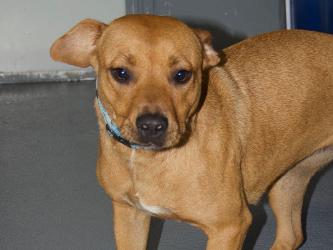 This adorable pupper is a female mixed breed who was owner surrendered May 20. She has a redish brown coat with a small, white patch on her chest. View her using intake number 159-22.