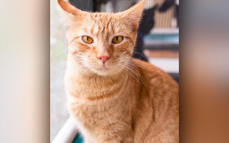 The Humane Society of Blue Ridge cat of the week is Jackie. She is an adorable, lovable, beautiful, medium-haired girl. She is super soft and just an angel to love on. Learn more or schedule a visit by calling the Cat Haven at 706-632-4357.