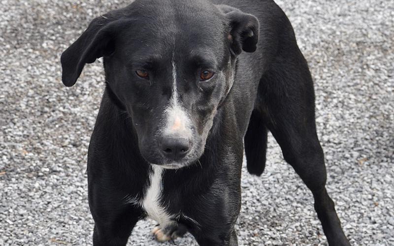 This female Lab mix was picked up on Mountain View Road in McCaysville, September 14, and will remain at Animal Control until reclaimed or adopted. This pretty girl has a deep black coat with a streak of white up her snout and down her chest. View this sweetie under Animal Control number 273-19.