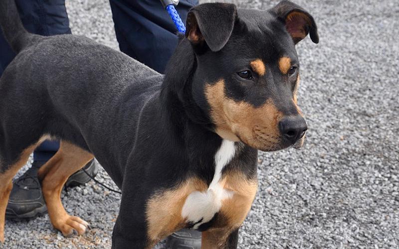 This male mix was picked up on Spring Hill Circle in Blue Ridge, August 4, and will remain at Animal Control until reclaimed or adopted. This handsome boy has a black and tan coat with white on his chest. View him under Animal Control number 227-19.