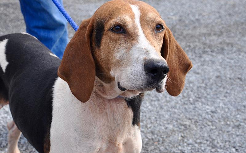 This male Walker Hound was picked up on Highway 60, August 14, and will remain at Animal Control until reclaimed or adopted. This sweet guy has an orange, black and white coat with sensitive, dark brown eyes. View him under Animal Control number 239-19.