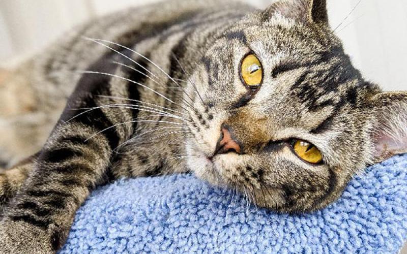 The Humane Society of Blue Ridge cat of the week is Astra. She is an adorable, lovable, playful girl. Learn more or schedule a visit by calling the Cat Haven at 706-632-4357.