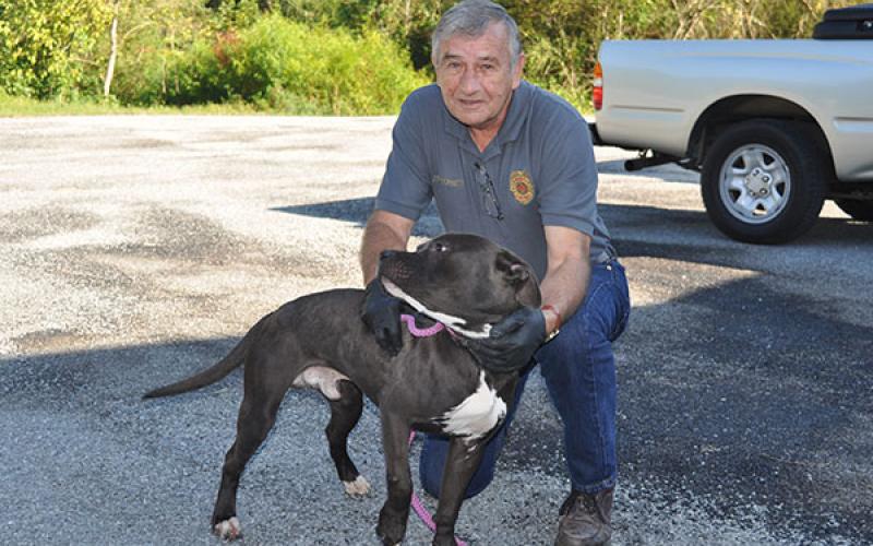 Animal Control Officer J.R. Cornett poses with a male Boxer mix who was picked up on Galloway Road July 12. He is staying at Fannin County Animal Control until reclaimed or adopted. This sweet boy has a beautiful black coat with white patches. View this handsome guy under Animal Control number 205-19.