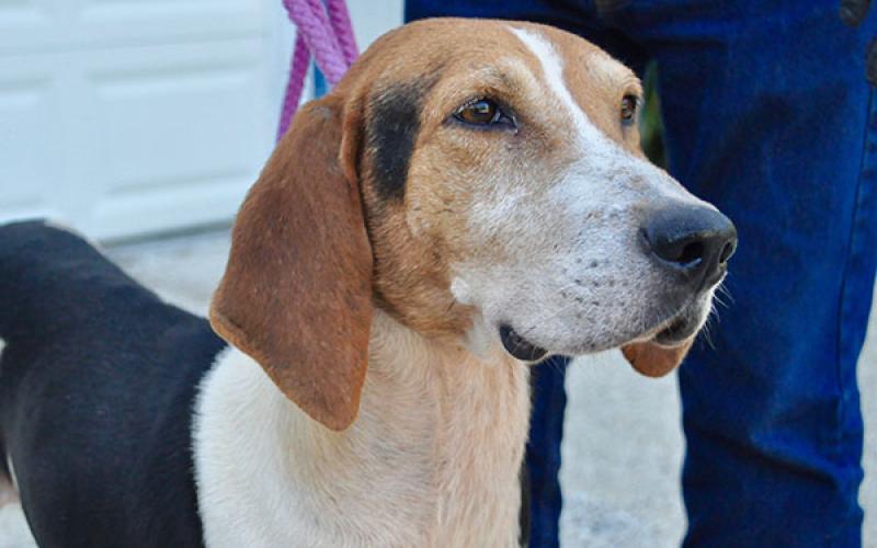 This male Hound was picked up on Highway 60 August 14 and is staying at Fannin County Animal Control until reclaimed or adopted. He’s full of love and in need of some love and attention in return. His coat is a mix of black, white and brown patches. View this sweet boy under Animal Control number 239-19.