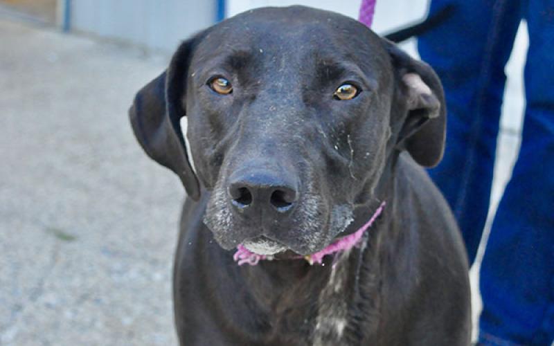 This male Lab mix was surrendered by his owner August 5 and is staying at Fannin County Animal Control until adopted. This precious boy has a big heart and is ready to settle down with a loving family. His coat a silky black with white patches. View this loving guy under Animal Control number 228-19.