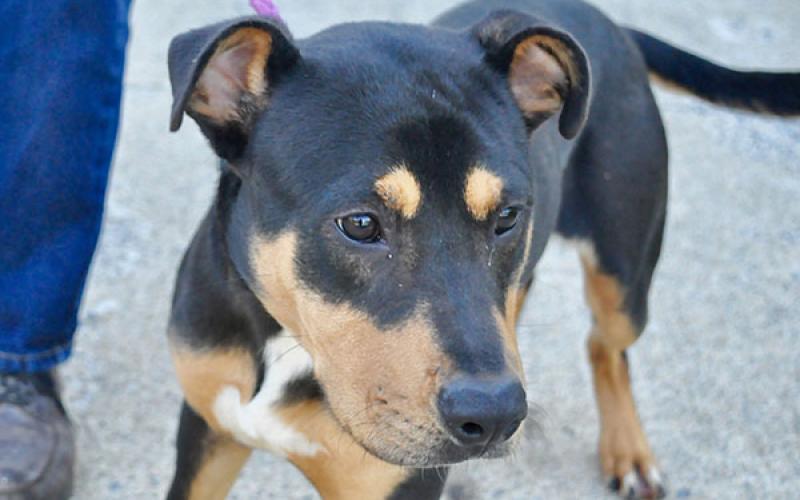This male mix was found in McCaysville August 4 and is staying at Fannin County Animal Control until reclaimed or adopted. This baby is in need of a loving home full of fun. His coat is a beautiful mix of black, tan and white. View him under Animal Control number 227-19.