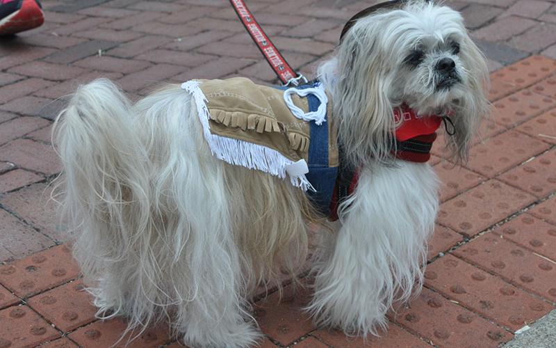 Shih Tzu, Charlie, shows off his cowboy costume at Paws in the Park Saturday, October 19.
