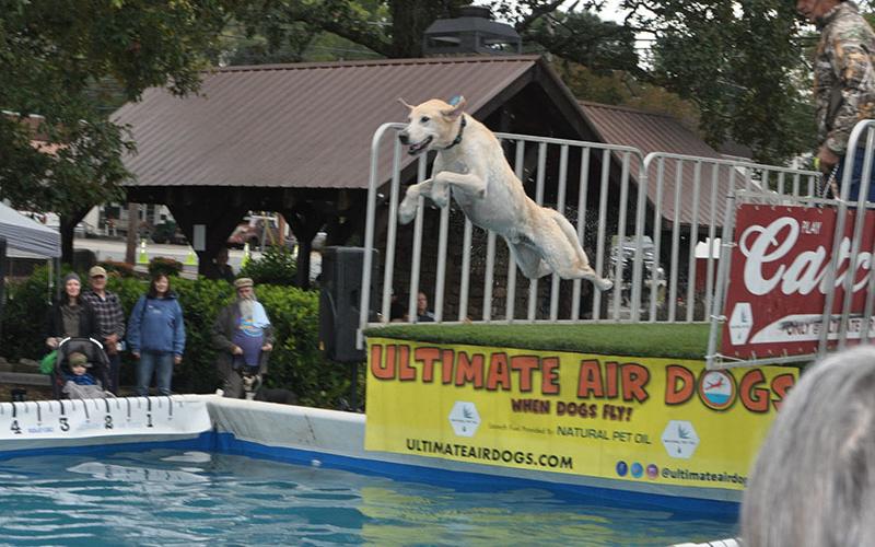 Champ, a yellow Lab, tries his luck during the Ultimate Air Dog competition at Paws in the Park in downtown Blue Ridge Saturday, October 19.