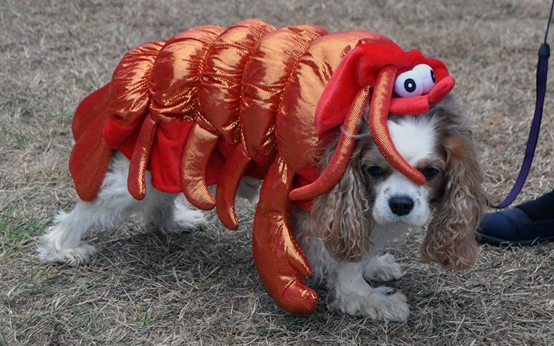 Jasper, a King Charles Spaniel, shows off his lobster costume during Paws in the Park, which is sponsored annually by the Humane Society of Blue Ridge.
