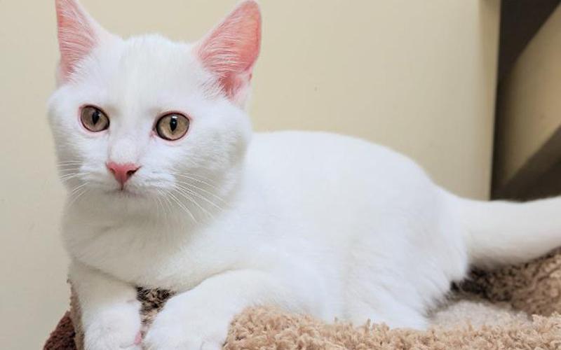 The Humane Society of Blue Ridge cat of the week is Nod. He is a five-month-old Domestic Short Hair. He’s social, playful and talkative, especially at mealtime. Learn more or schedule a visit by calling the Cat Haven at 706-632-4357.