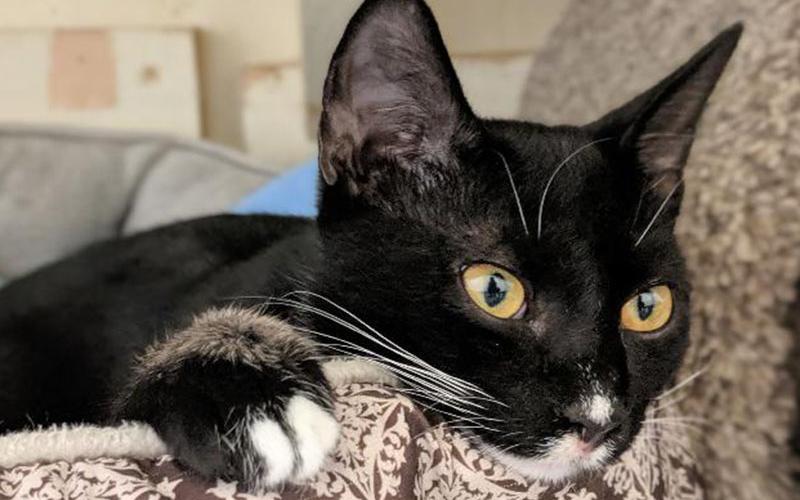 The Humane Society of Blue Ridge cat of the week is Ziggy. He is as cute as can be.  He loves to play, cuddle and just be a kitten. Learn more or schedule a visit by calling the Cat Haven at 706-632-4357.