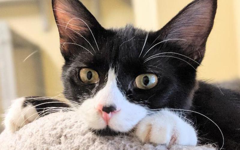 The Humane Society of Blue Ridge cat of the week is May. She is a beautiful and sweet female looking for her forever home. She is super soft and just loves everyone. Learn more or schedule a visit by calling the Cat Haven at 706-632-4357.