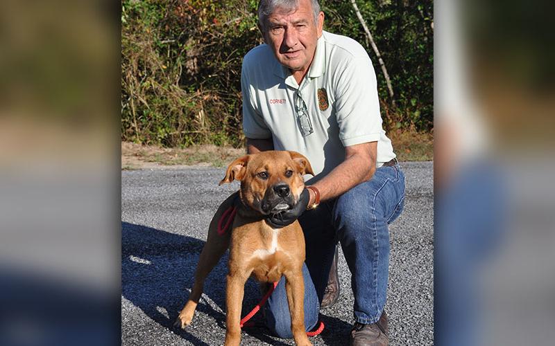 Animal Control Officer J.R. Cornett poses with this male Boxer mix. He was dropped off October 8 and is staying at Fannin County Animal Control until reclaimed or adopted. He is very handsome with a rich golden coat, a white accent on his chest and beautiful brown eyes. View this sweet fellow under Animal Control number 305-19.