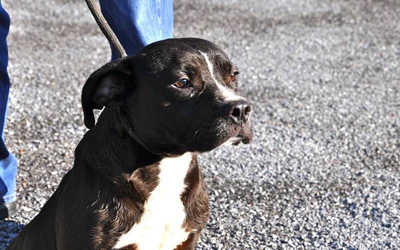 This male mix was dropped off October 9 and is staying at Fannin County Animal Control until reclaimed or adopted. This cutie has a short, black coat with a white chest and white blaze down his nose. He has floppy ears, a button nose and brown eyes. View this young pup under Animal Control number 307-19.
