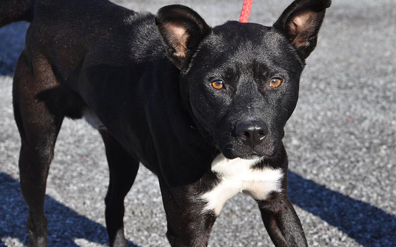 This male Lab mix was picked up on Josh Hall Road October 9 and is staying at Fannin County Animal Control until reclaimed or adopted. He is tall and slender with a coat of intense, shiny black accented with white markings. His equally intense amber eyes and perky ears make him appear intelligent and alert. View this smarty-pants under Animal Control number 305-19.