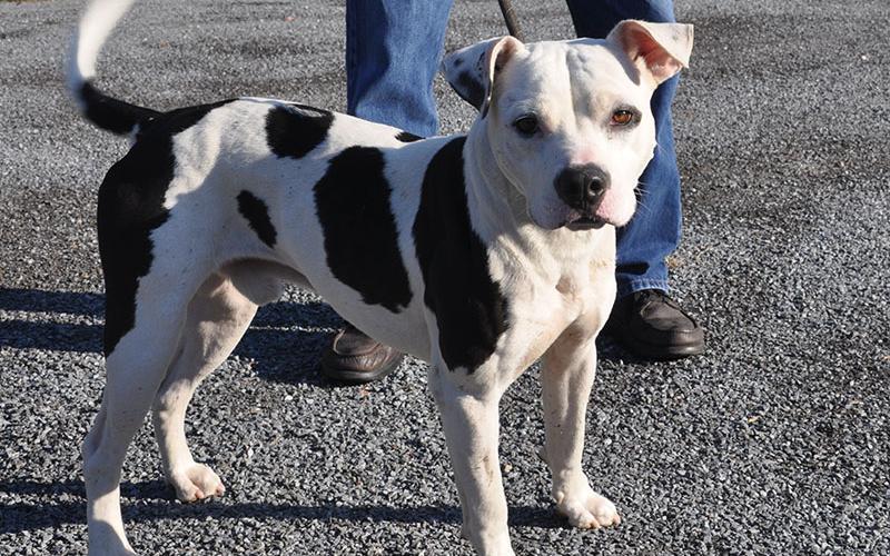 This male mix was picked up on Lickskillet Road October 7 and is staying at Fannin County Animal Control until reclaimed or adopted. This handsome fella has a stocky build with a coat of white featuring large dark brown patches and super cute bent years. View this cutie pie under Animal Control number 304-19.