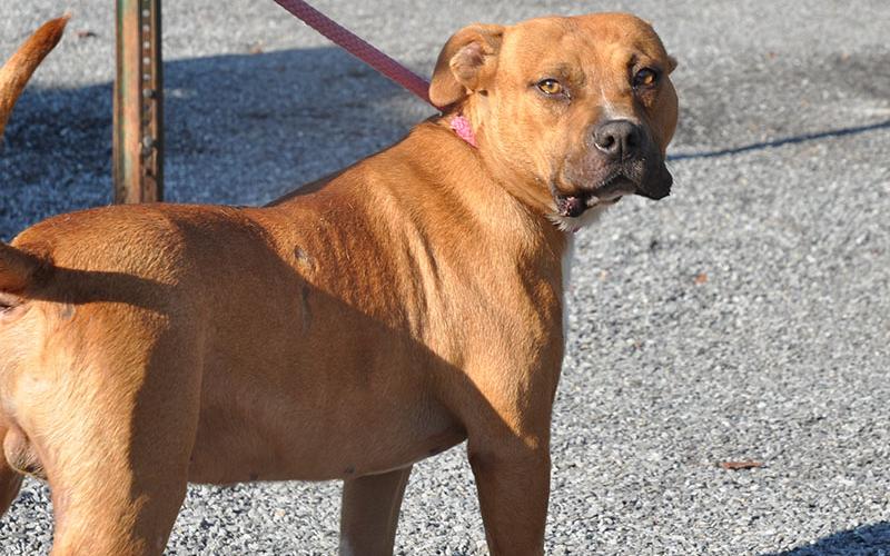 This male Boxer mix was picked up September 17 in Blue Ridge and is staying at Fannin County Animal Control until reclaimed or adopted. Volunteers call this handsome golden-red fella Charlie. They say he’s a great dog who needs a furever home. View Mr. Charlie under Animal Control number 275-19.