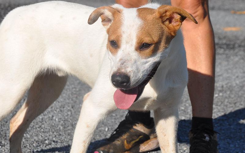 This male mix was given up by his owners on August 14, so he is staying at Fannin County Animal Control until claimed by a rescue or adopted. This goofy, energetic guy is white with Georgia clay colored patches over his eyes and ears. View this cute, happy pup under Animal Control number 237-19.
