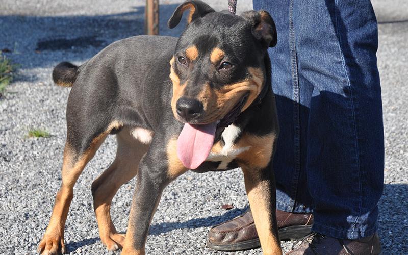 This male Rottweiler mix was picked up August 4 on Spring Hill Circle in Blue Ridge and is staying at Fannin County Animal Control until claimed by a rescue or adopted. He has a sleek black and golden-tan coat with a white blaze on his chest. This handsome guy is happy and energetic and seems he’d make a great addition to any active family. View this sweetie under Animal Control number 227-19.
