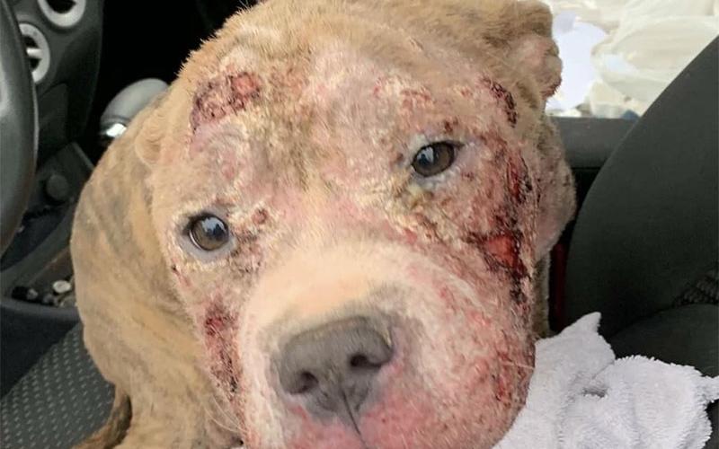Hope was found, with a severe skin condition (see above photo), on the side of the highway in Pickens County. Tri State Pet Rescue cared for her and healed her skin (see below photo). Hope was one of those who found a home at the Governor’s Mansion adoption event in March, 2019.