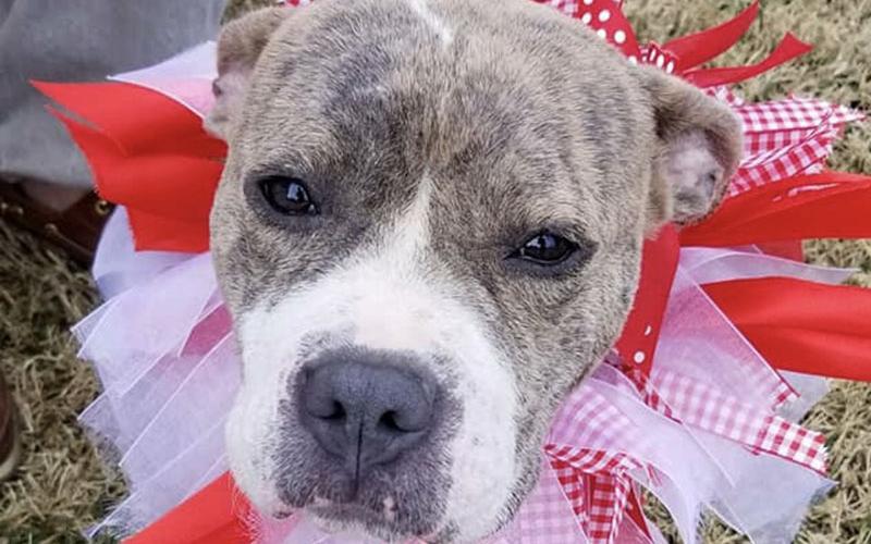 Hope was found, with a severe skin condition (see above photo), on the side of the highway in Pickens County. Tri State Pet Rescue cared for her and healed her skin (see below photo). Hope was one of those who found a home at the Governor’s Mansion adoption event in March, 2019.
