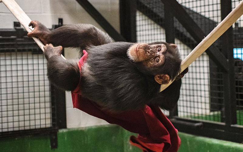 Loretta the chimpanzee relaxes on a fire hose in “The Chateau,” Project Chimps’ fifth and largest house at the sanctuary. The chimps moved into their new home October 1.