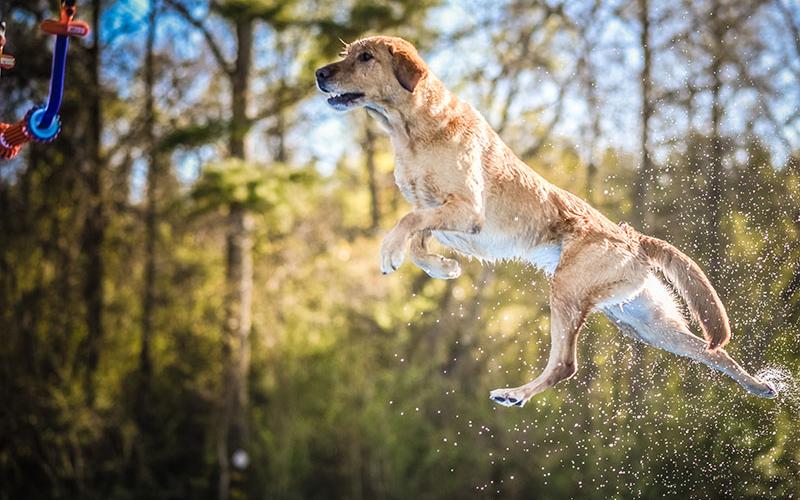 Boudreaux, a seven-year-old Yellow Laborador Retreiver and dock diving champion, will be showing Paws in the Park attendees how it’s done througout the day, Saturday, October 19, and Sunday October 20, from 10 a.m. to 4 p.m. in downtown Blue Ridge.