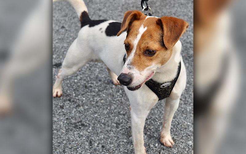 This male Jack Russell mix, “Rocco,” was picked up on Scenic Drive July 29 and is staying at Fannin County Animal Control until reclaimed or adopted. He’s full of love and a total sweetheart. His coat is white with reddish brown and black patches. View this sweet boy under Animal Control number 221-19.