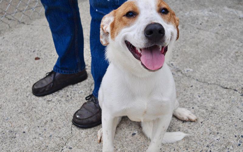 This male Heeler Husky mix was surrendered by his owner August 14 and is staying at Fannin County Animal Control until adopted. This prescious boy has a big heart and is ready to settle down with a loving family. His coat is a clean white with brown patches. View this loving guy under Animal Control number 237-19.